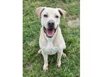 Adopt RINGO a Pit Bull Terrier, Mixed Breed