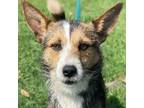 Adopt Micheal a Jack Russell Terrier