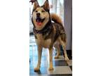 Adopt RUSSET a Husky