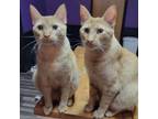 Adopt Chester & Cheeto a Domestic Short Hair