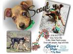 Adopt Scout a Terrier