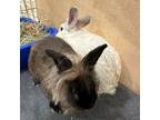 Adopt Tiger and Tora a Lionhead