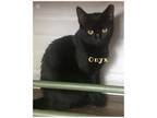 Adopt Onyx a Bombay, Domestic Short Hair