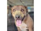 Adopt Andy a Mixed Breed