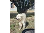 Adopt Buddy a Great Pyrenees, Mixed Breed