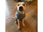 Adopt Marshall aka haze a Pit Bull Terrier, Shar-Pei