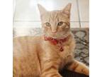 Adopt Loki a Tabby