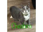 Adopt Cheshire FKA Chester a Domestic Short Hair