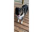 Adopt Diesel a Australian Shepherd