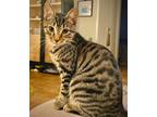 Adopt Pepper a Tabby, Domestic Short Hair