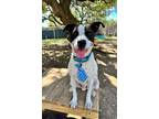 Adopt Ty a Pointer, Pit Bull Terrier