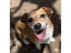Adopt Crowley a Chiweenie, Jack Russell Terrier