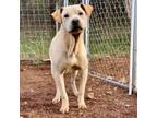 Adopt Jody a Shar-Pei