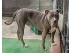 Adopt big boy a Pit Bull Terrier