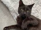 Adopt Licorice a Domestic Short Hair