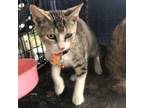 Adopt Elijah a Tabby