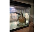 Adopt Don and Tella a Red-Eared Slider
