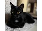 Adopt Cleveland a All Black Domestic Shorthair / Mixed cat in Middletown