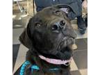 Adopt Diva/Kimi a Black Labrador Retriever / Pit Bull Terrier / Mixed dog in