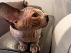 Tortie Purebred TICA Sphynx Kittens