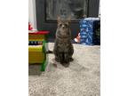 Adopt Tyson a Gray, Blue or Silver Tabby Domestic Shorthair (short coat) cat in