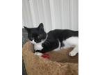 Adopt LIBBY! a Black & White or Tuxedo Domestic Shorthair (short coat) cat in