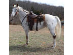 Online Auction - [url removed] - Beautiful Loud Colored Appaloosa Gentle Trail