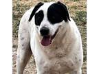 Adopt Beamer JuM* a Black Australian Cattle Dog / Mixed dog in Hartford