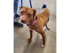 Adopt BEATRICE a Red/Golden/Orange/Chestnut American Pit Bull Terrier / Mixed