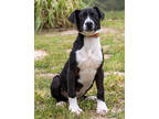 Adopt Buffy a Black Border Collie / Mixed dog in Tyler, TX (37363364)