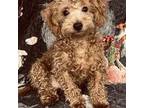 Poodle (Toy) Puppy for sale in Mastic, NY, USA