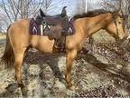 Great & Smooth Quarter Horse