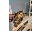 Adopt Madison a Torbie