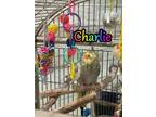 Adopt Charlie a Cockatiel