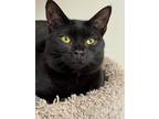 Adopt Kersey a Domestic Short Hair