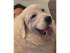 Adopt Merry - young, loving and active a Great Pyrenees