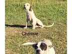 Adopt chrissie a Hound, Labrador Retriever