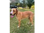 Adopt Bam a American Foxhound, Catahoula Leopard Dog