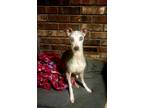 Adopt Gina a Italian Greyhound