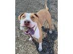 Adopt WINIFRED a Pit Bull Terrier, Mixed Breed