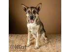 Adopt Nala a Shepherd, Australian Shepherd