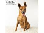 Adopt Spice a Miniature Pinscher