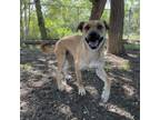 Adopt Paisley a Yellow Labrador Retriever, Shepherd