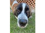 Adopt Bernie a Saint Bernard