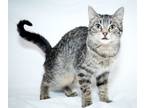 Adopt Black Caviar a Domestic Short Hair