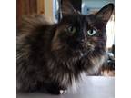 Adopt Luna a Tortoiseshell