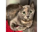 Adopt Minnie a Domestic Short Hair