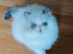 Ladushka Blue Eyes Persian Longhair Exotic Face