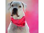 Adopt sweetheart KS a Dogo Argentino, Boxer