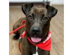 Adopt Peta a Labrador Retriever, Plott Hound